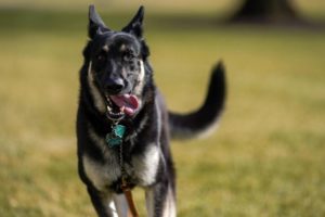 President Biden's dog major