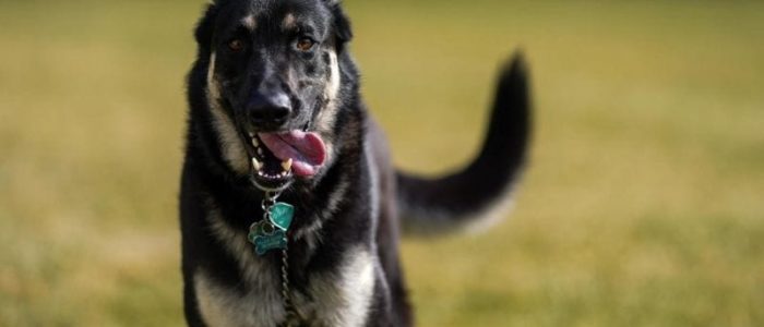 President Biden's dog major President Biden's dog major