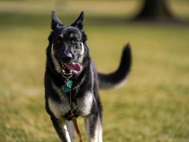 Major arrives at the White House - Official White House Photos