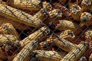 moldy corn with aflatoxins