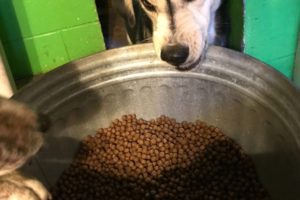 Husky "Jujubee" staring into contaminated pet food that killed 3 puppies