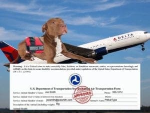 service dog requirements, documentation, airplane, airline, delta
