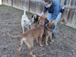 homeward trails rescue