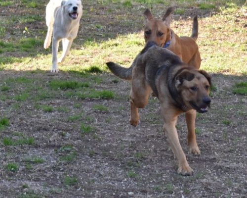 dogs playing, running