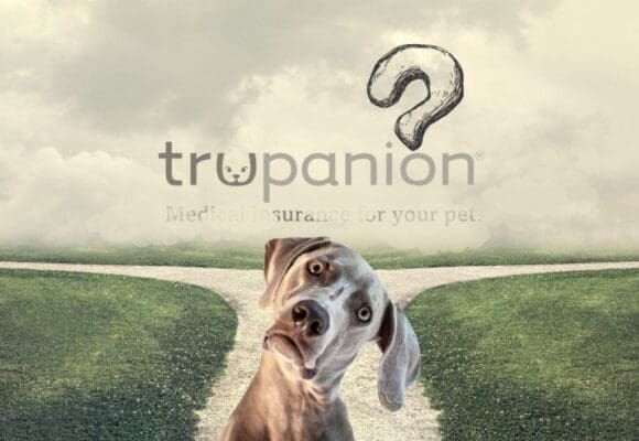trupanion-crossroad trupanion story