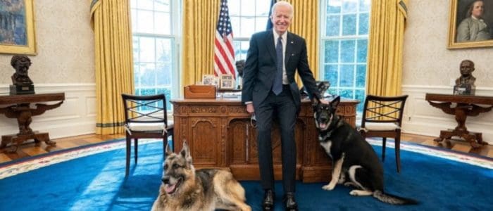 Dogs in Oval
