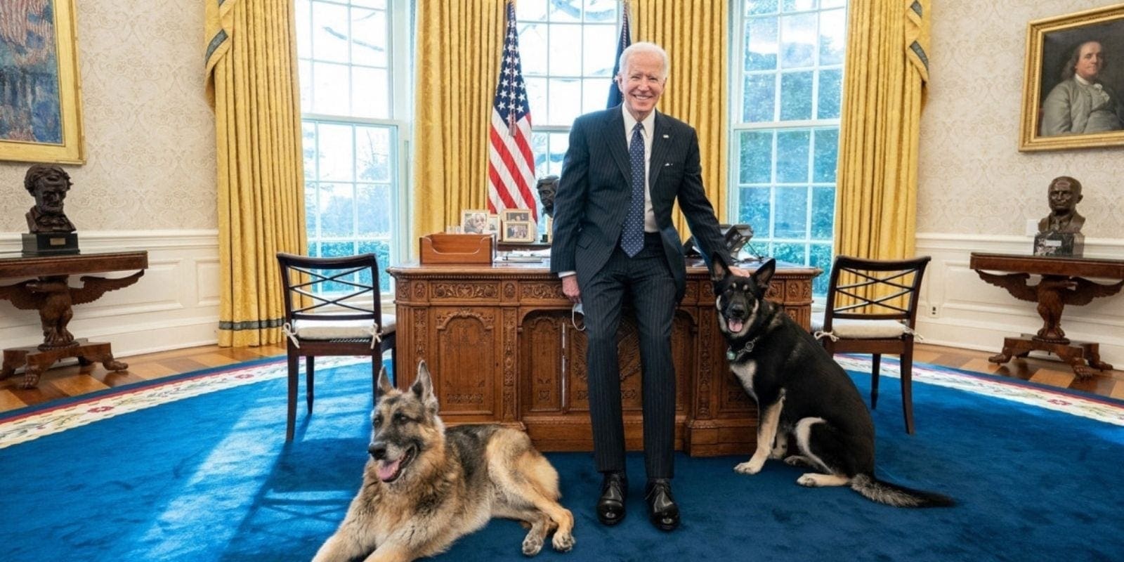 Dogs in Oval