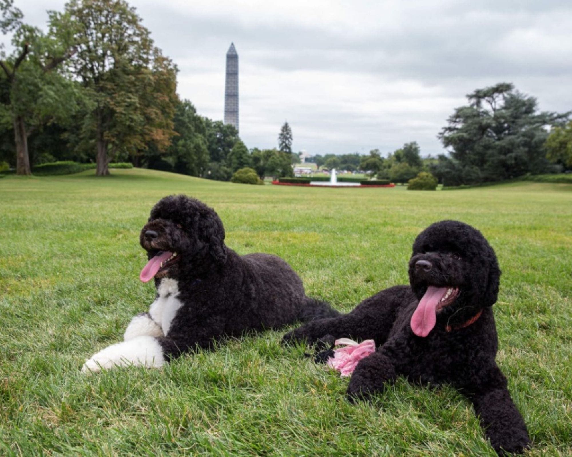Aug. 19, 2013Bo, left, and Sunny lie together on the South Lawn of the White House. Pete Souza, The White House