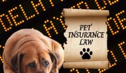 Pet-insurance-delay-image