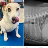 Briar Jack 8-year-old "Briar Jack" falls ill suddenly. His owners are told the cause is dilated cardiomyopathy (DCM), which has a connection to grain-free dog food, the kind of food they fed Briar.