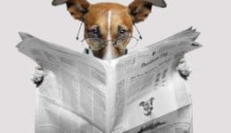 dog-newspaper-1024x683_grey