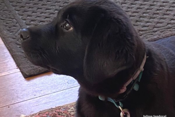Wilson "Riley" O'Reilly Puppy Wilson "Riley" O'Reilly