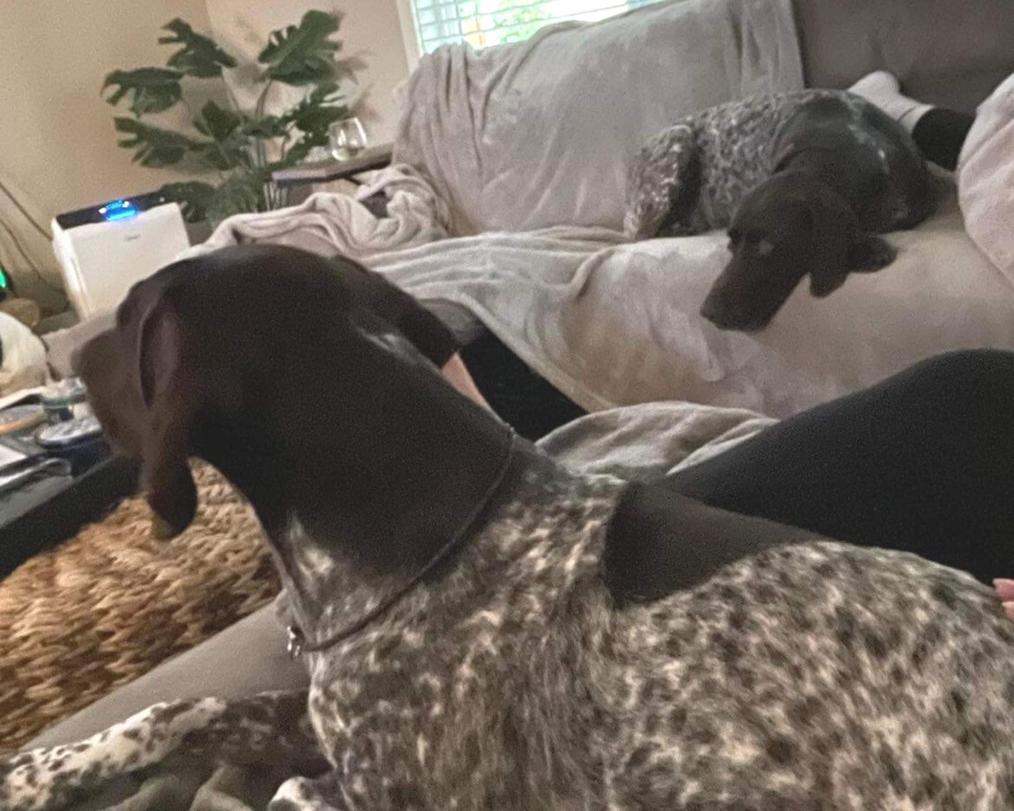 "They are currently enjoying some time on the couch watching some TV before our travel!" co-owner Carley Simpson wrote in late Wednesday night, referring to Jade (center, always)  and her half-brother Jasper (right). Both dogs are CJ offspring.