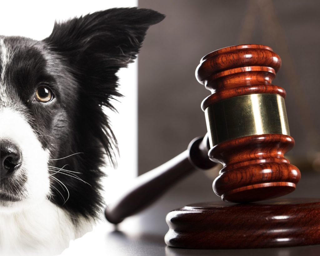 Pet Insurance Model Law up for full vote at upcoming regulator meeting --  again | The Canine Review