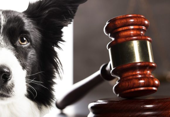 pet ins law pet ins law