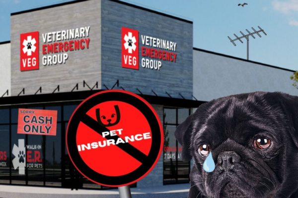 veg-vet-no-insurance-tcr