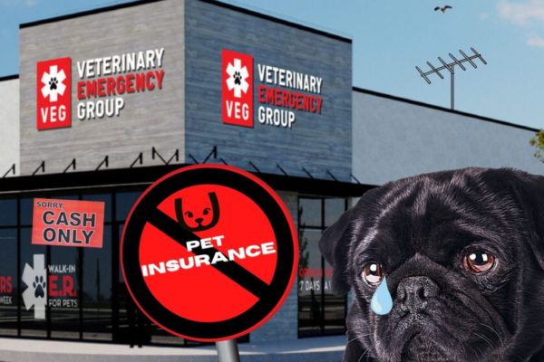 veg-vet-no-insurance-tcr veg-vet-no-insurance-tcr