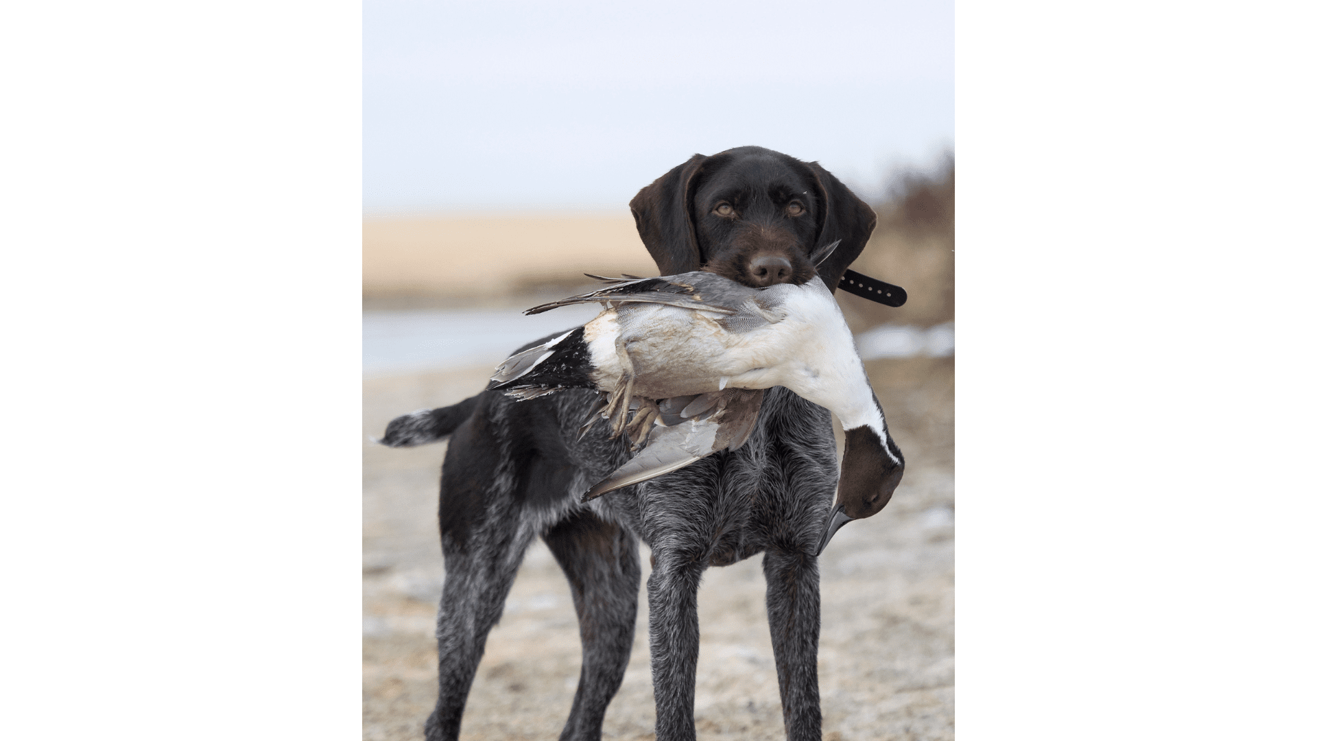 german-shorthaired-pointer-bird-mouth german-shorthaired-pointer-bird-mouth