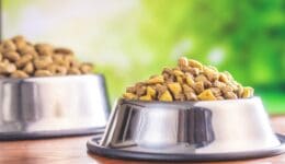Dry kibble pet food. Dog or cat food in bowl on wooden table.