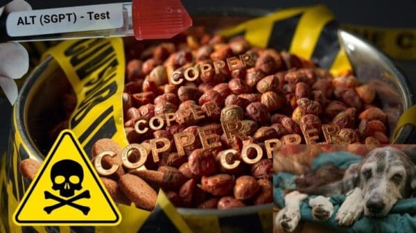 copper storage disease feature image